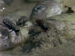 CU Tiger Beetles scavenging on dead fish, USA Stock Footage