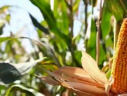 Corn harvest Stock Footage