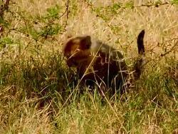 MS Baby cheetah walking through shady undergrowth / Masai Mara, Kenya Stock Footage
