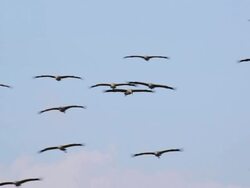 Common crane (Grus grus) Stock Footage