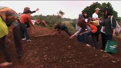 Urban farming big trend in Jakarta News Clip