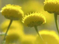 CU Shot of Round yellow buttons moving and swaying in the breeze / Namaqualand, Northern Cape, South Africa Stock Footage