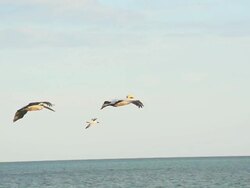 HD SUPER SLOW MO: Pelicans In Flight Stock Footage
