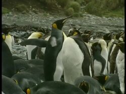 MS King Penguins, Aptenodytes patagonicus, displaying courting behaviour, Antarctica Stock Footage