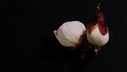 blooming nature Stock Footage