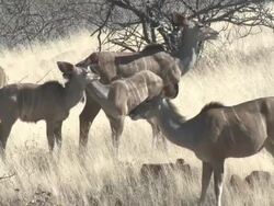 Greater Kudu (Tragelaphus strepsiceros), Groot Berg, Namibia Stock Footage