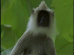 CU Hanuman Langur, Semnopithecus entellus, looking around, leaping out of frame, Western Ghats, India Stock Footage