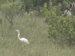 White egret 102 Stock Footage