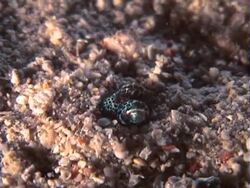 Bobtail Squid digging himself into the sand Stock Footage