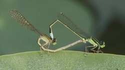Two blue tail flies mate on leaf. Stock Footage