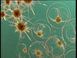 CU microscopic view of dinoflagellates and radiolaria in flask Stock Footage