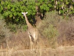 WS TS Giraffe with her two babies in dry field / Lukuzi, Eastern, Zambia  Stock Footage