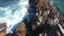 Drone aerials of sharks at sea and seals on rocks News Clip