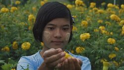 M/S SLO MO Myanmar teenage girl protecting a flower in a field of yellow mums, rain Stock Footage