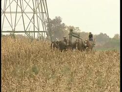 MWA Amish couple operating horse-drawn harvester Stock Footage