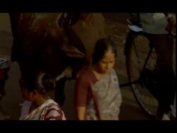 MS people walking around sacred cow in street, Madras, India Stock Footage