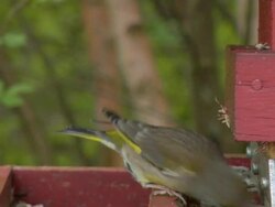 Birds eating on a feeder Stock Footage