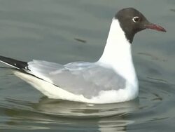 Seagull #2 Stock Footage