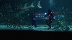 CLEAN : S Korean diver plays football in aquarium News Clip