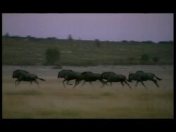 WA Herd of Wildebeest (Connochaetes taurinus) running through grassland, Botswana Stock Footage