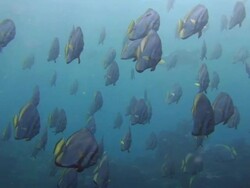 Shoal of Batfish Stock Footage