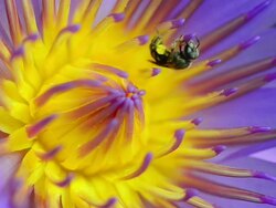 Purple waterlily and bee Stock Footage