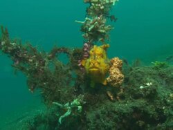 Frogfish, Orange, camouflage, zoom push, Indonesia  Stock Footage