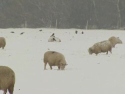 MS sheep grazing in snow covered field, United Kingdom Stock Footage