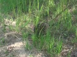 Hedgehog is a tenant of the wood Stock Footage