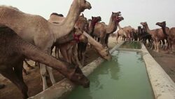 Thousands of camels at one of the world's largest livestock fairs News Clip
