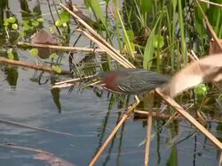Little Green Heron Standing on a Reed Stock Footage