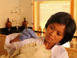 Scientist, Lab Technician Studies Fossil Stock Footage