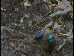 MS Dung beetle rolling dung ball, Bandhavgarh National Park, India Stock Footage