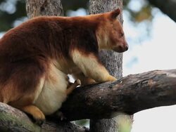 Goodfellow's tree-kangaroo Stock Footage
