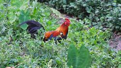 HD : Chick in the bush Stock Footage