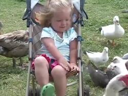 Child feeding ducks in the park. Stock Footage