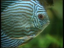 CHINA: AQUARIUM News Clip