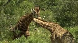 Giraffes spar in a thicket. Stock Footage