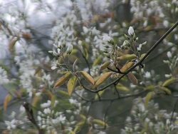 MS View of blooming tree / Kastel-Staadt, Rhineland-Palatinate, Germany Stock Footage