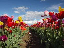 field of tulips in Spring Stock Footage