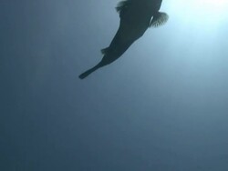 Pufferfish Stock Footage