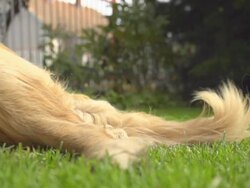 HD SUPER SLOW-MO: Golden Retriever Moving His Tail Stock Footage