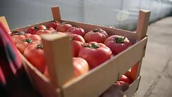 Young farmer with his products Stock Footage