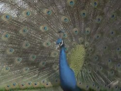 Peacock (Pavo cristatus) male displays, turns to right, courtship, UK Stock Footage