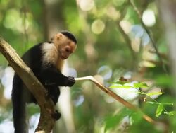 capuchin monkey in a tree Stock Footage