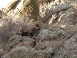 MS TS Shot of two large bighorn rams moving on rocks / Golden, Colorado, United States Stock Footage