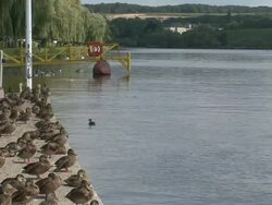 WS View of ducks / Remich, Mosel-Valley, Luxembourg Stock Footage
