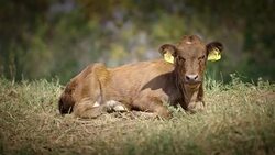 Little cow lying on the ground Stock Footage
