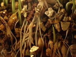 Time-Lapse of germinating corns Stock Footage