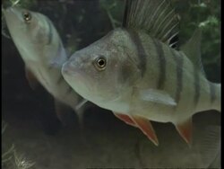 MS several Perch Stock Footage